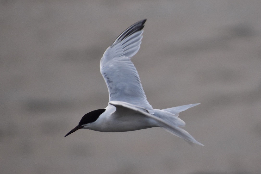 Roseate Tern - ML643405322