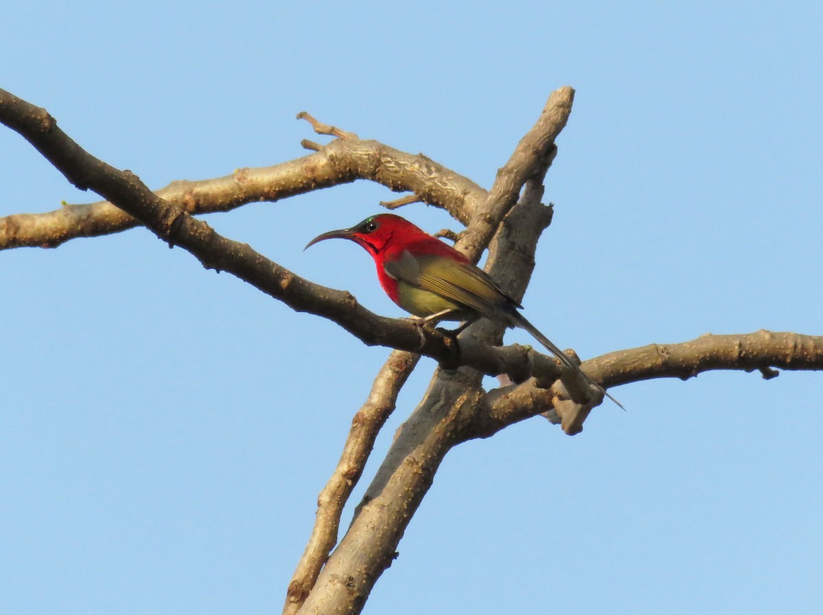 Crimson Sunbird - ML643405329