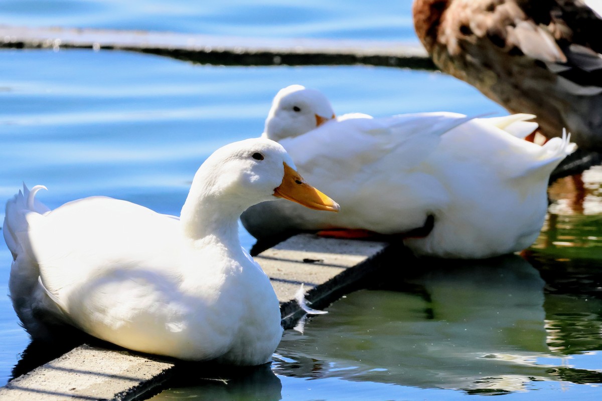 Mallard (Domestic type) - ML643405334