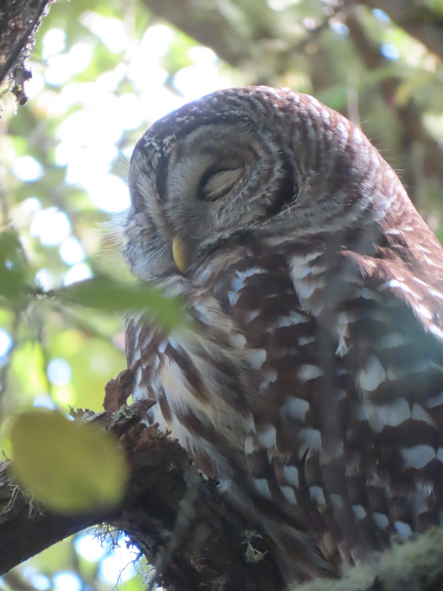 Barred Owl - ML643405377