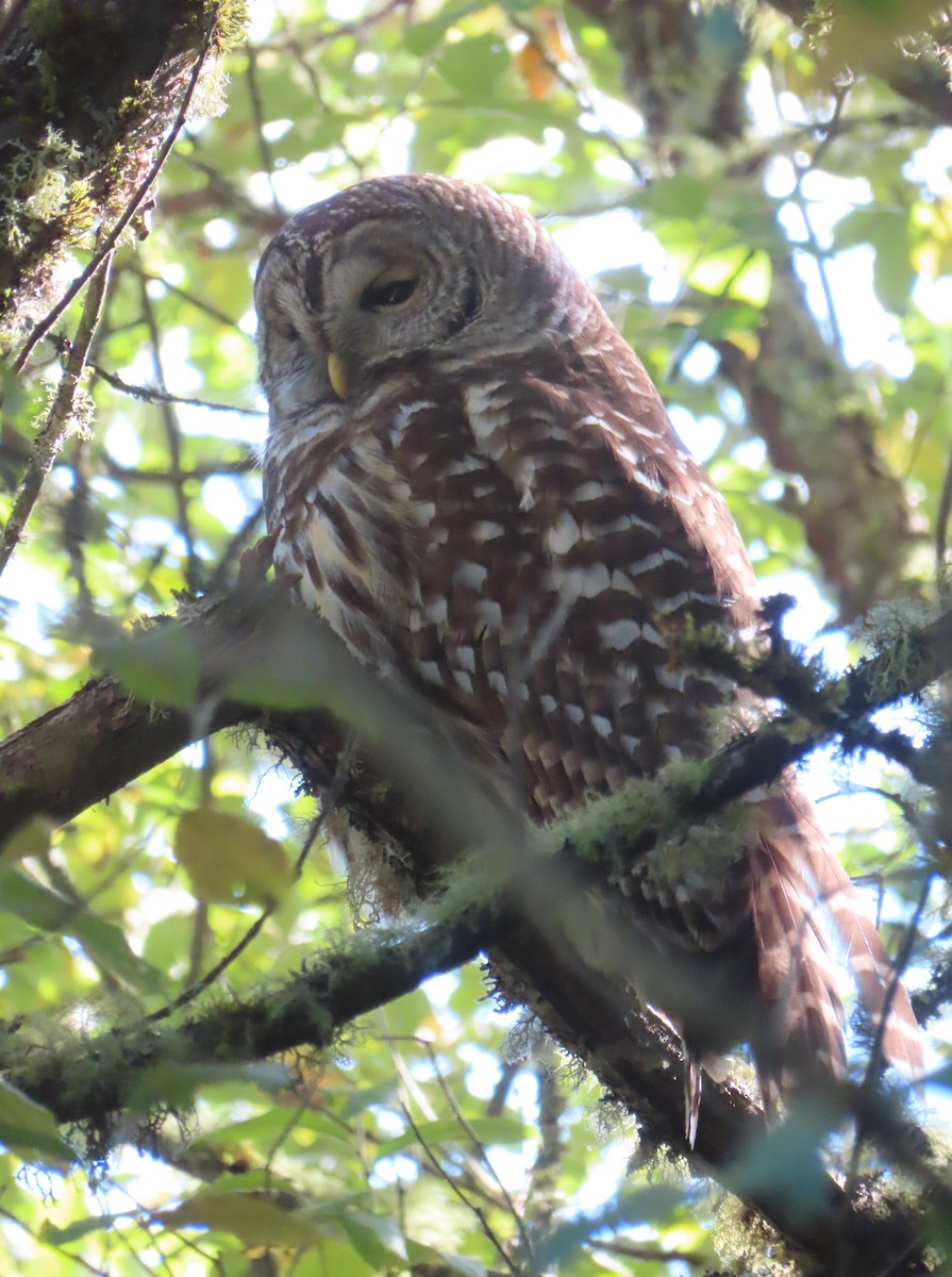 Barred Owl - ML643405378
