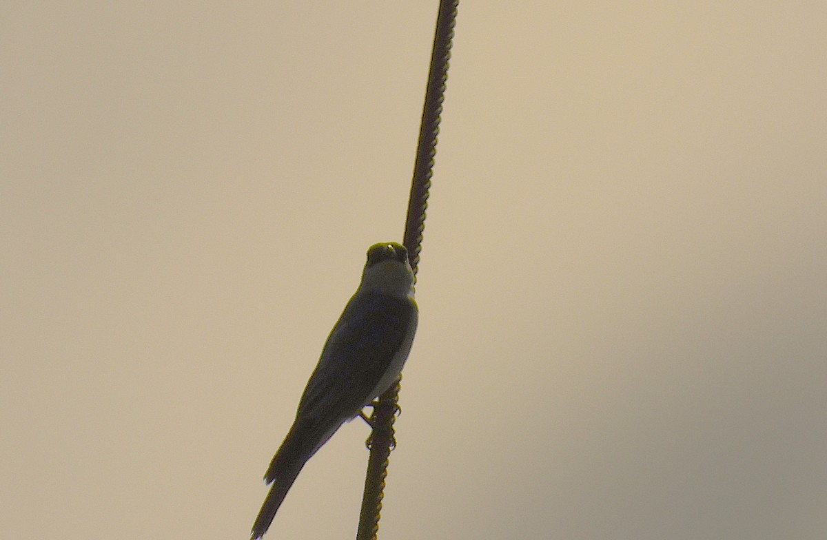White-bellied Cuckooshrike - ML643405409