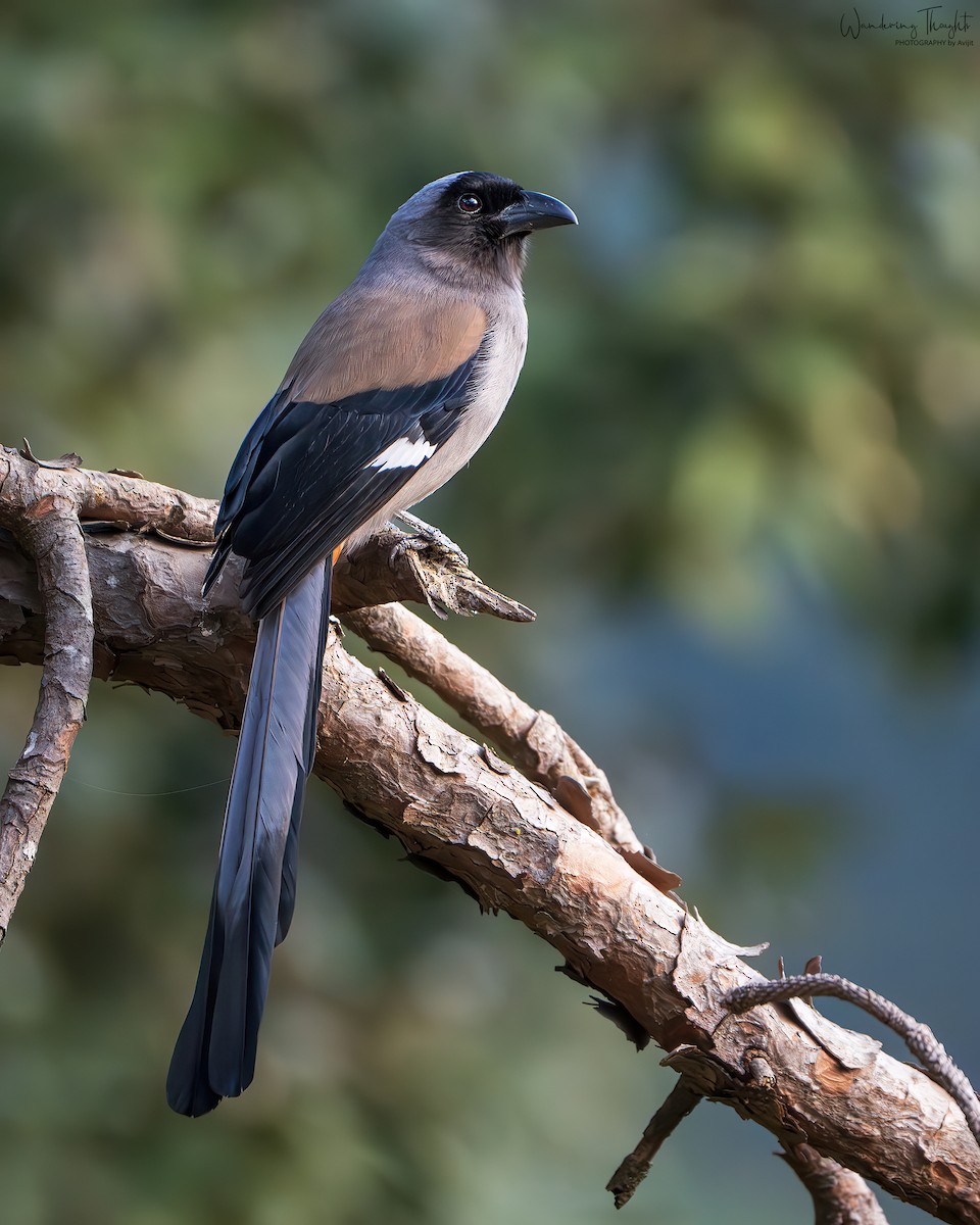 Gray Treepie - ML643405416