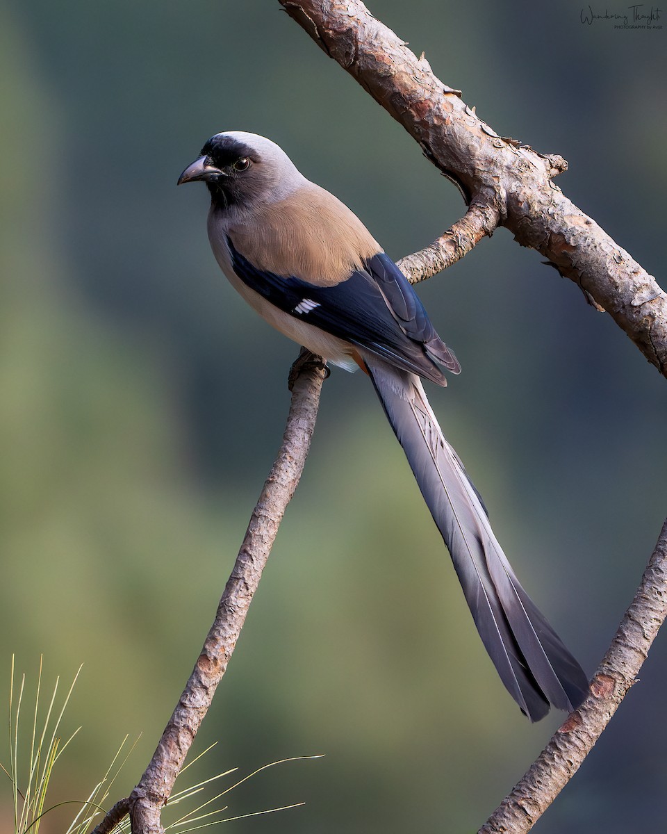 Gray Treepie - ML643405417