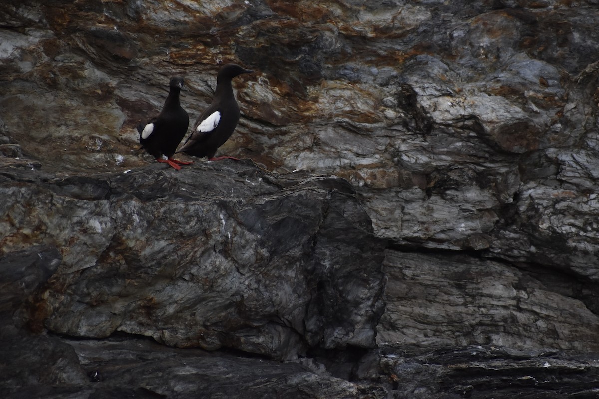 Black Guillemot - ML643405431