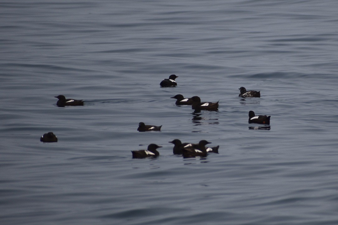 Black Guillemot - ML643405432