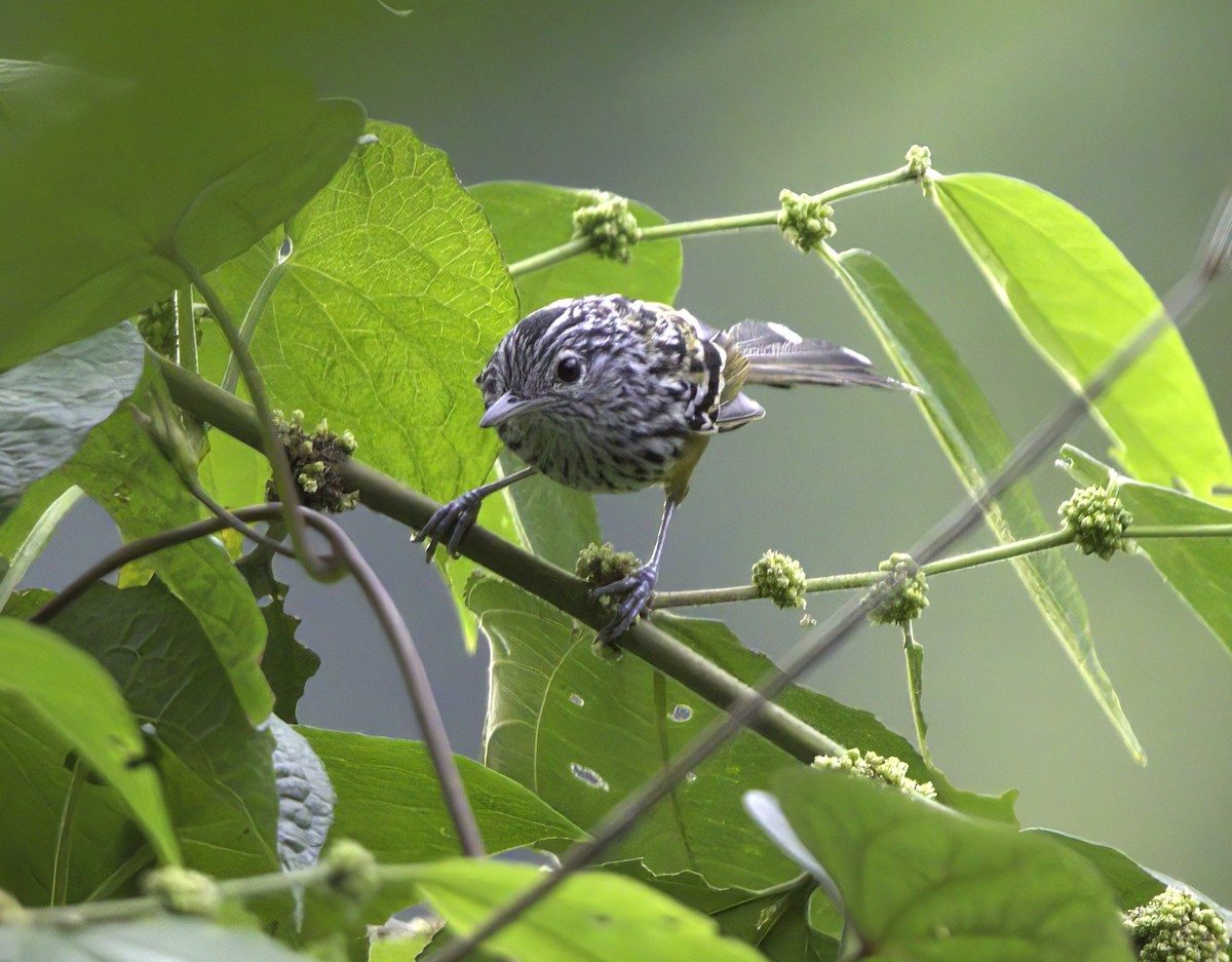 Santa Marta Karıncakuşu - ML643405437