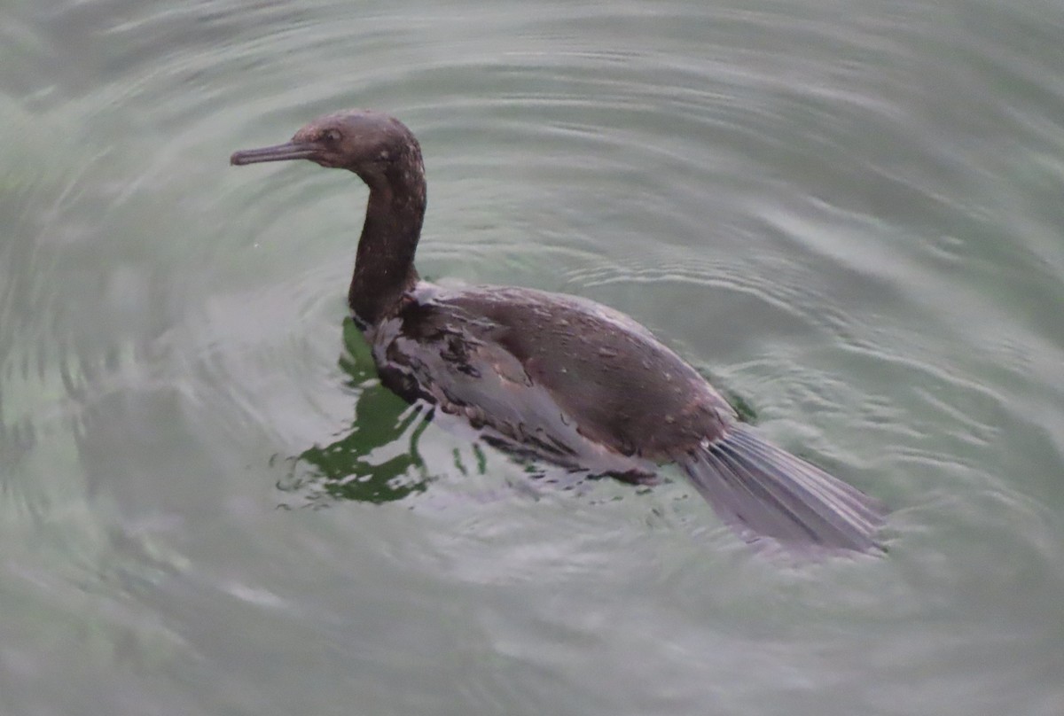Pelagic Cormorant - ML643405446