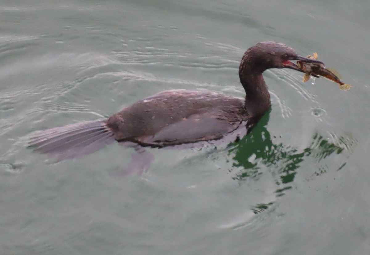 Pelagic Cormorant - ML643405447