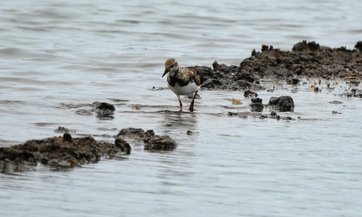 Ruddy Turnstone - ML643405469