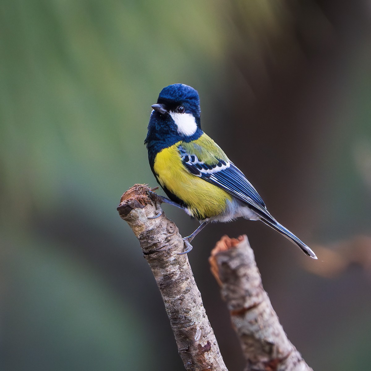 Green-backed Tit - ML643405472