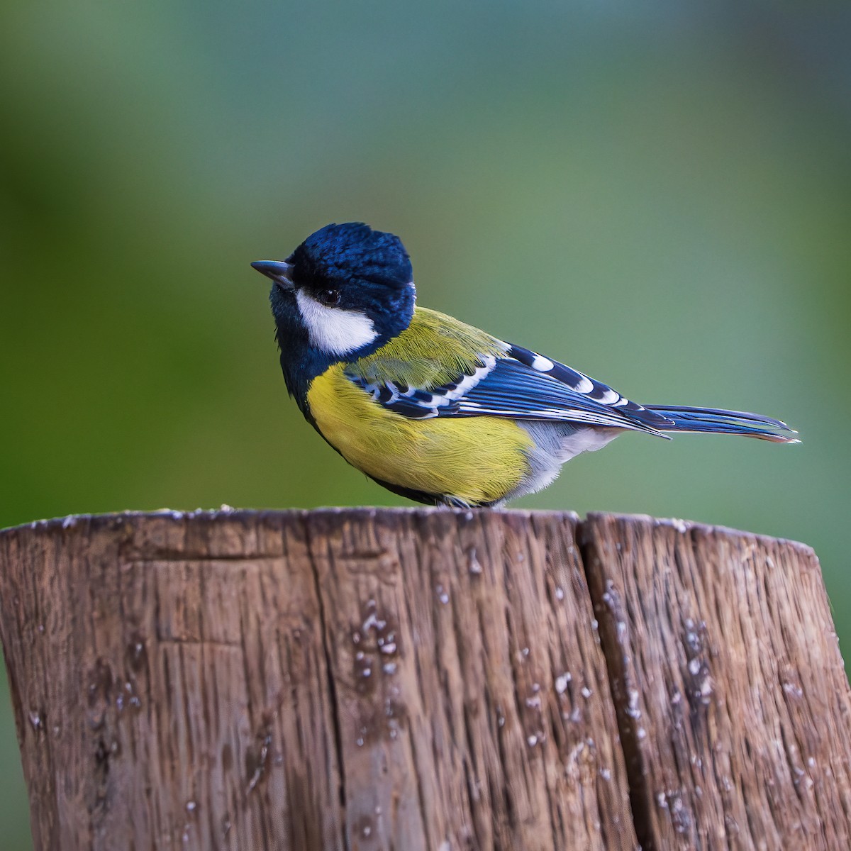 Green-backed Tit - ML643405473