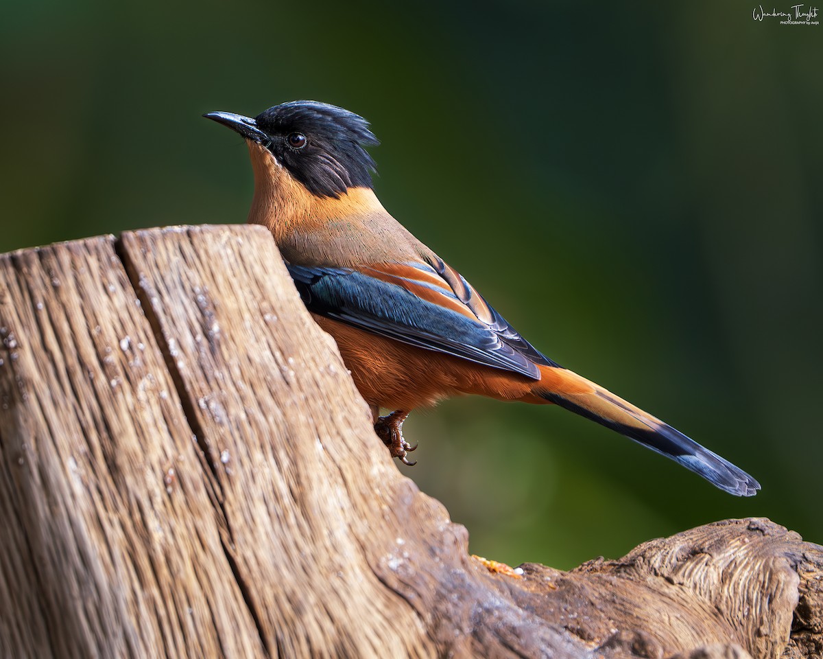 Rufous Sibia - ML643405492