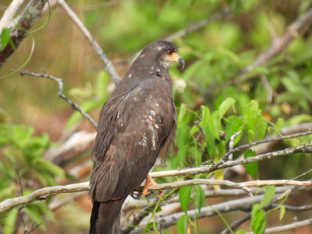 Snail Kite - ML643405500