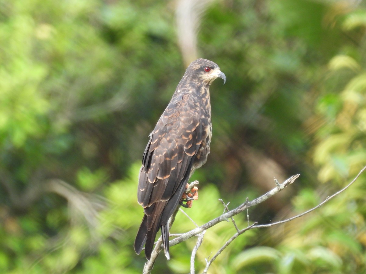Snail Kite - ML643405501