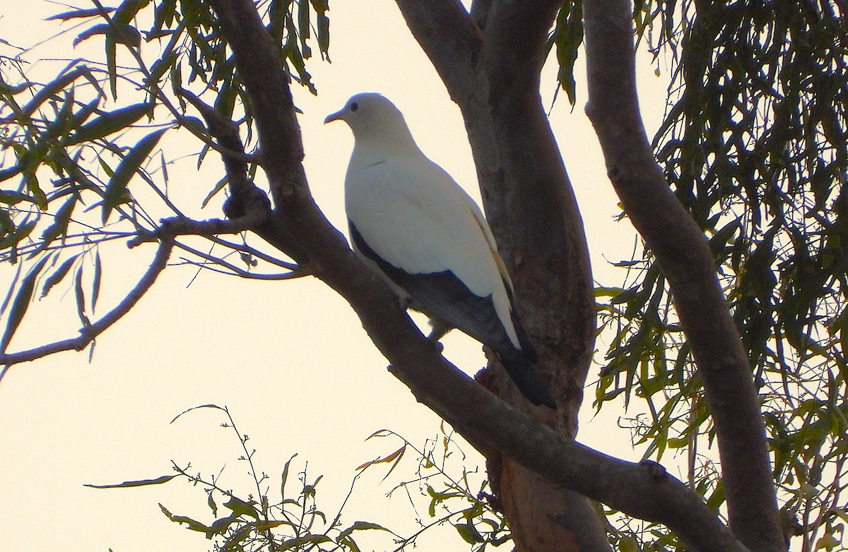 Torresian Imperial-Pigeon - ML643405509