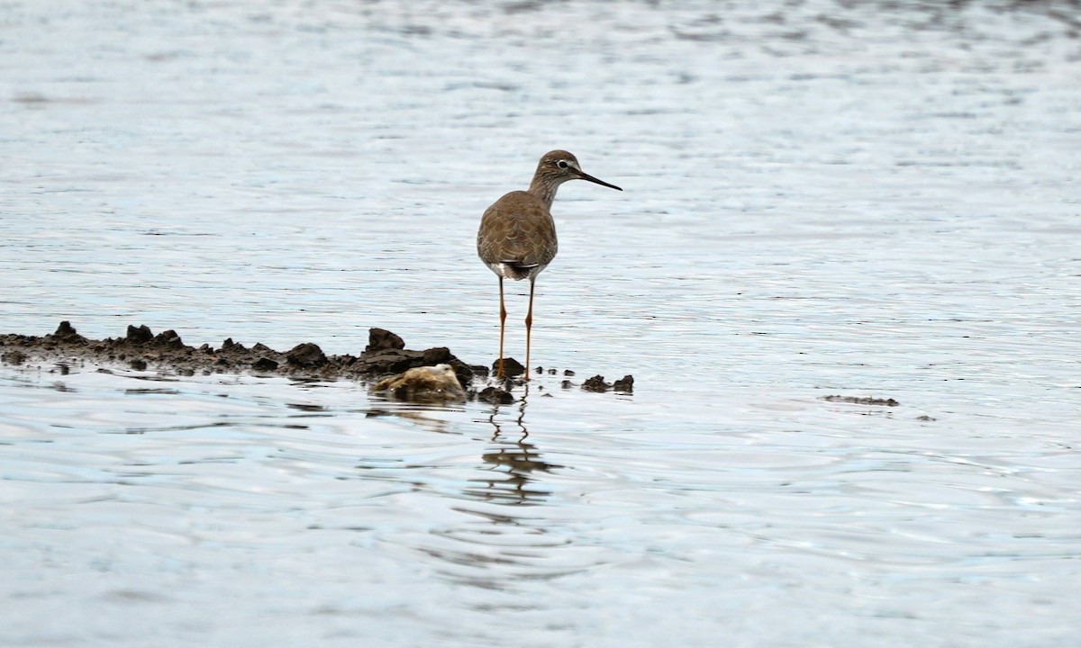 Lesser Yellowlegs - ML643405513