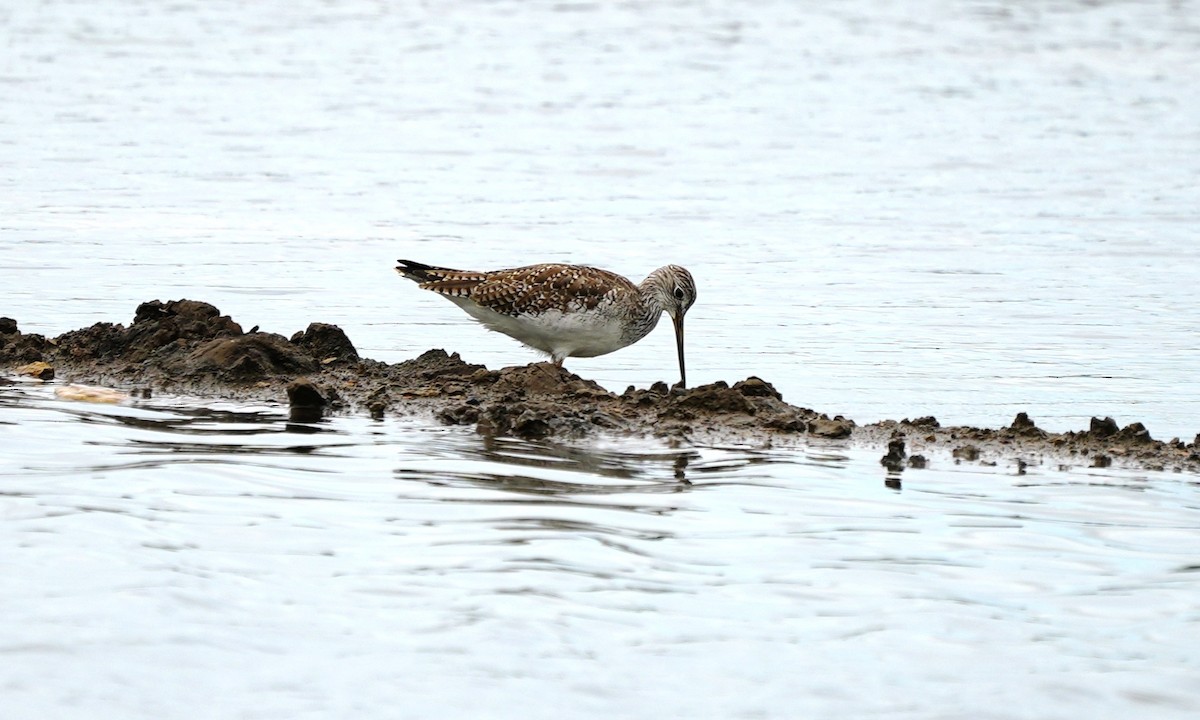 Greater Yellowlegs - ML643405517