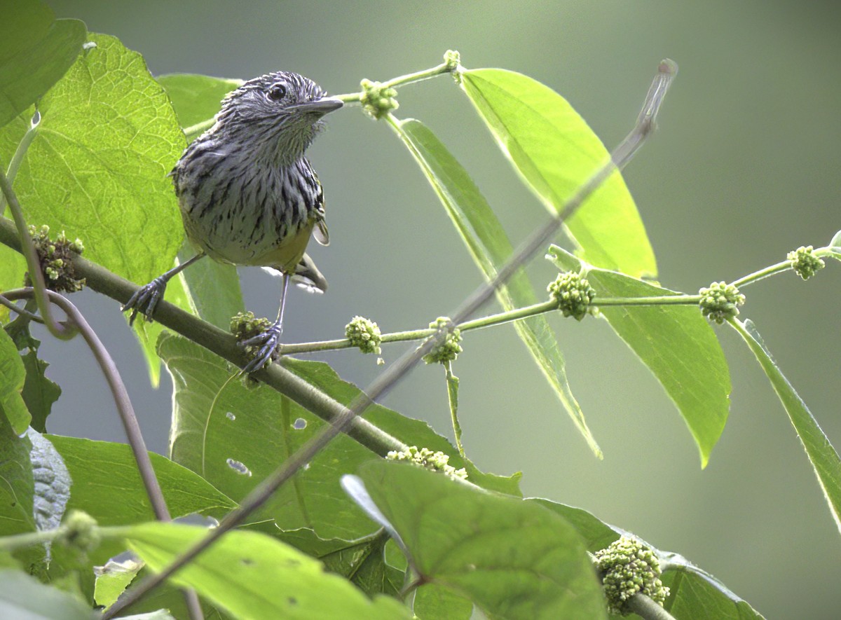 Santa Marta Karıncakuşu - ML643405518