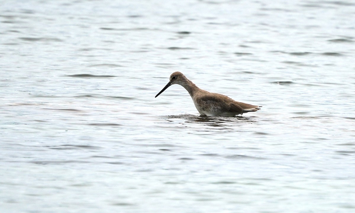 Willet - ML643405523