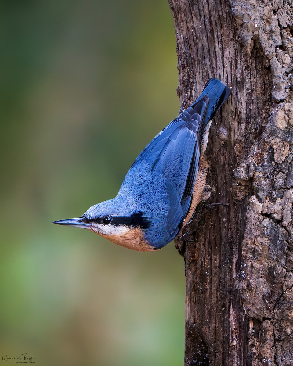 Chestnut-bellied Nuthatch - ML643405524