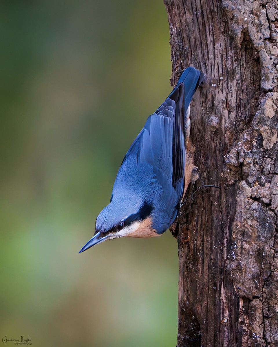 Chestnut-bellied Nuthatch - ML643405525