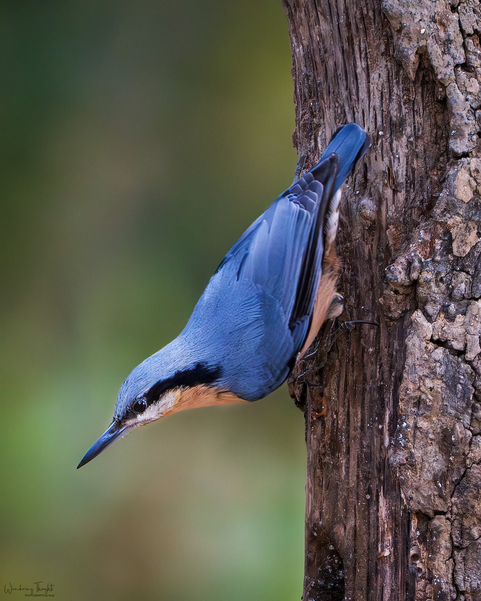 Chestnut-bellied Nuthatch - ML643405526