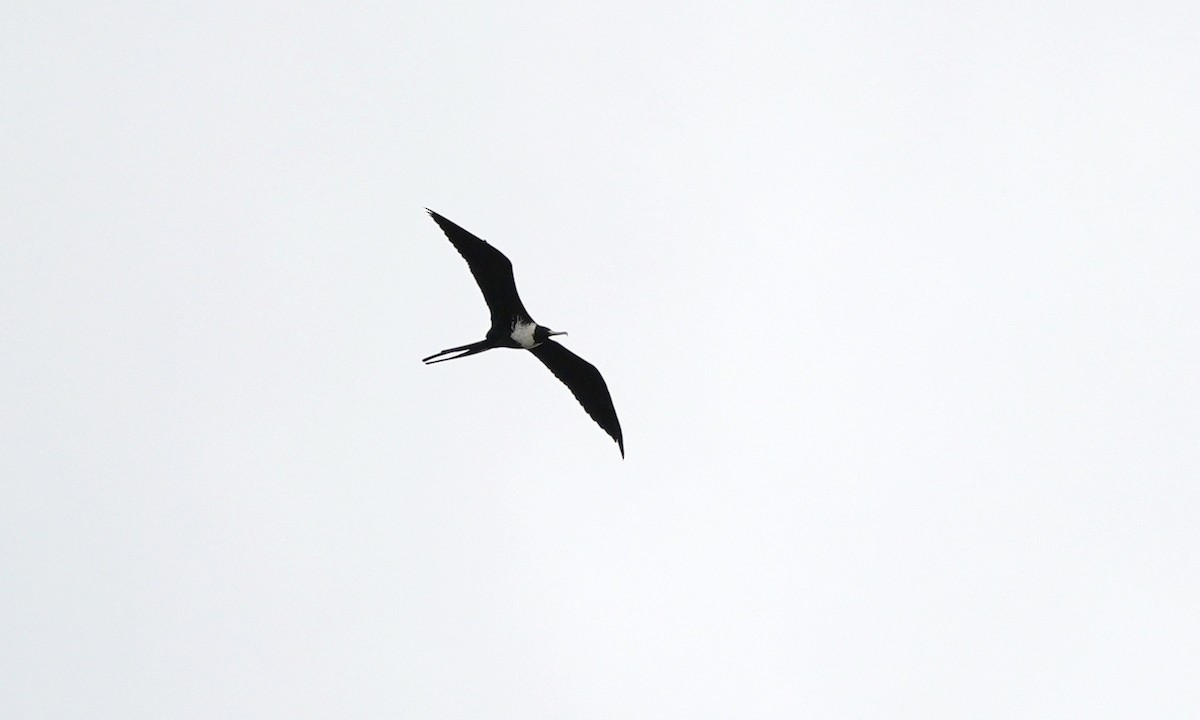 Magnificent Frigatebird - ML643405527