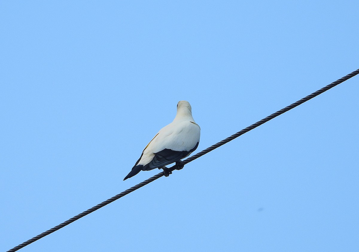 Torresian Imperial-Pigeon - ML643405545