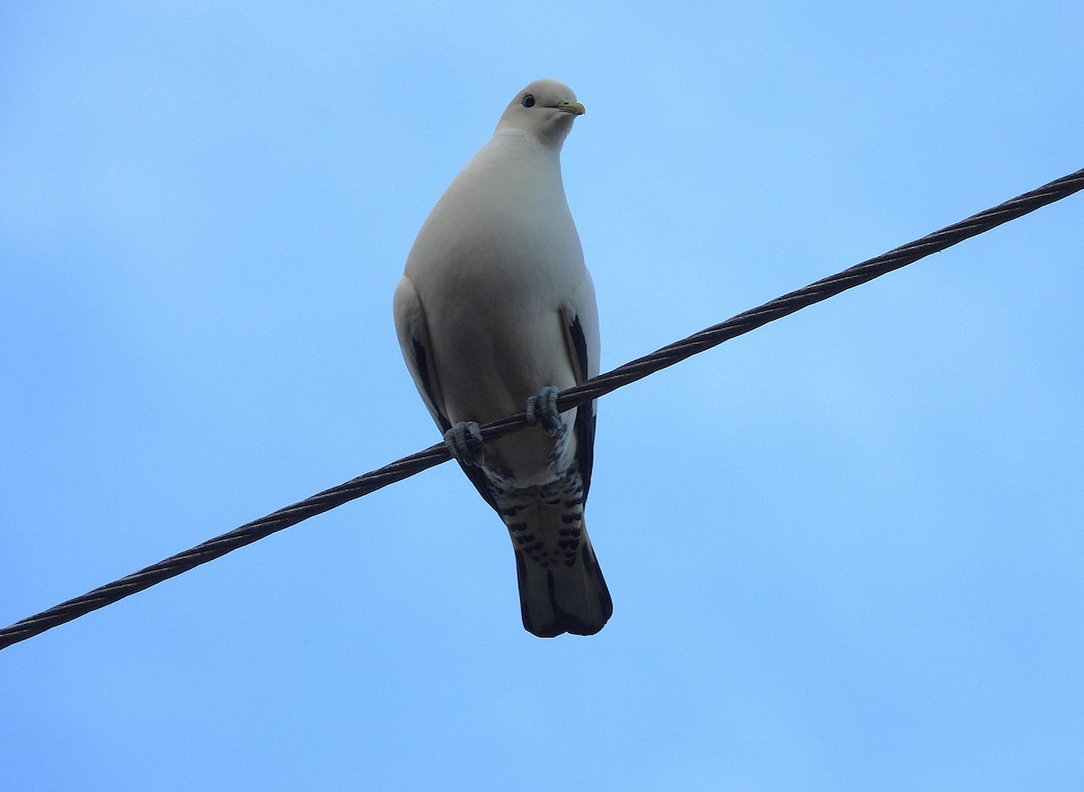 Torresian Imperial-Pigeon - ML643405546