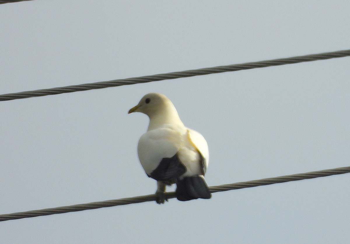 Torresian Imperial-Pigeon - ML643405551