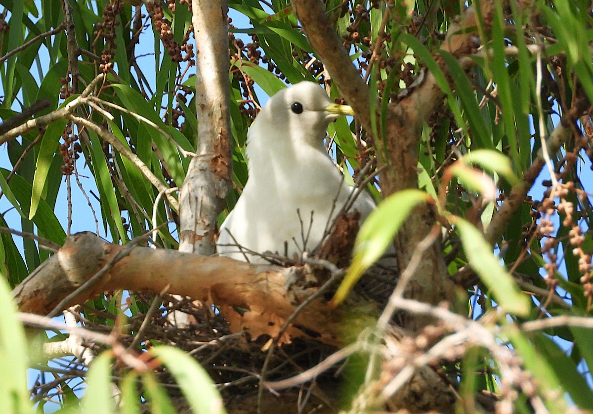 Torresian Imperial-Pigeon - ML643405555