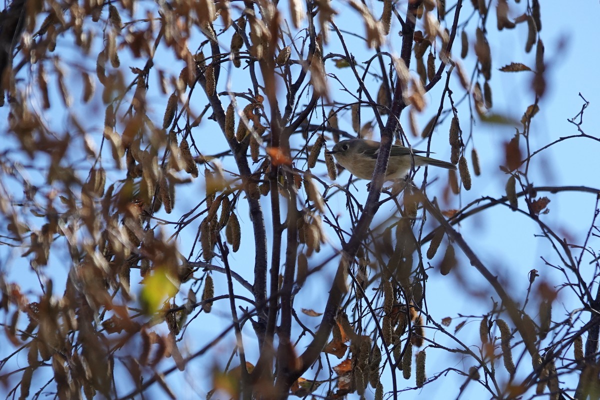 Ruby-crowned Kinglet - ML643405560