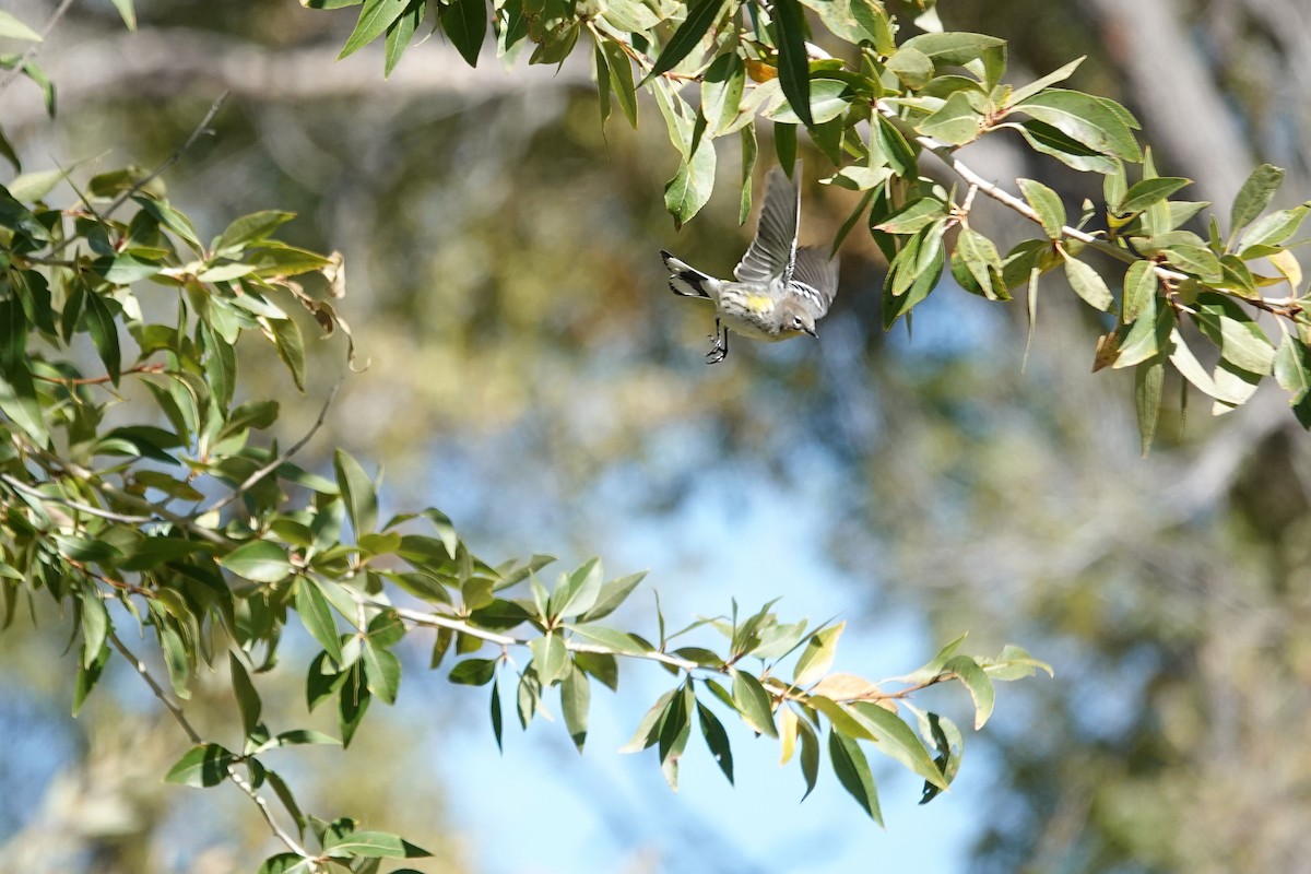 Yellow-rumped Warbler - ML643405566