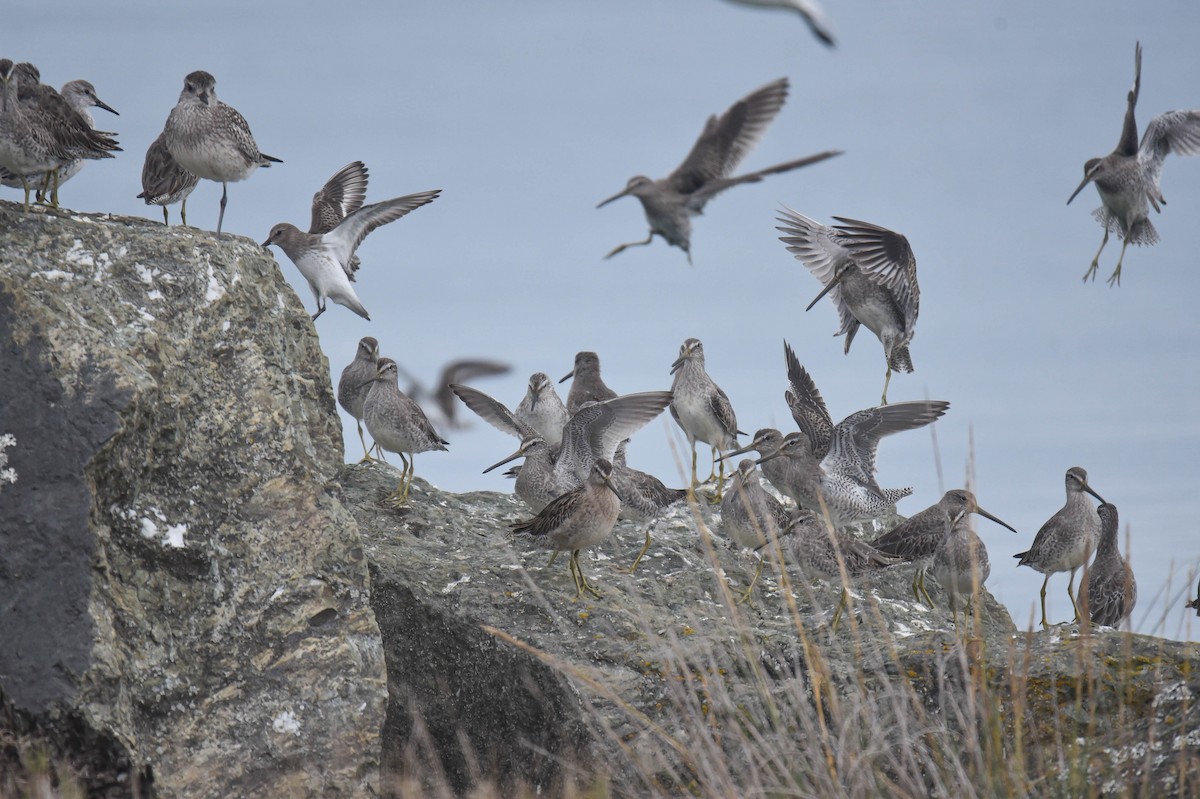 Short-billed Dowitcher - ML643405592