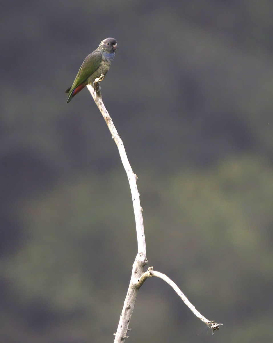 rødnebbpapegøye - ML643405596