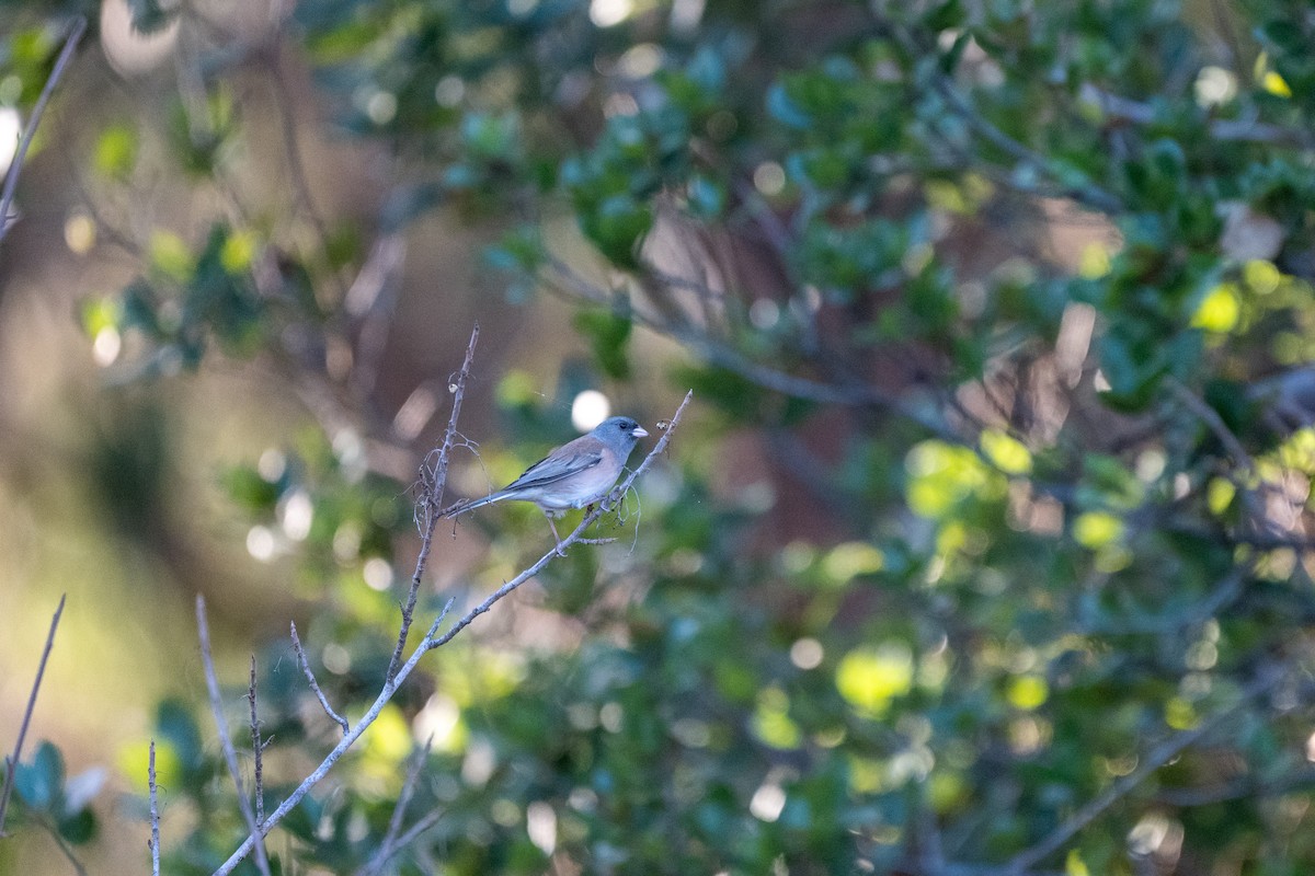 Dark-eyed Junco - ML643405615