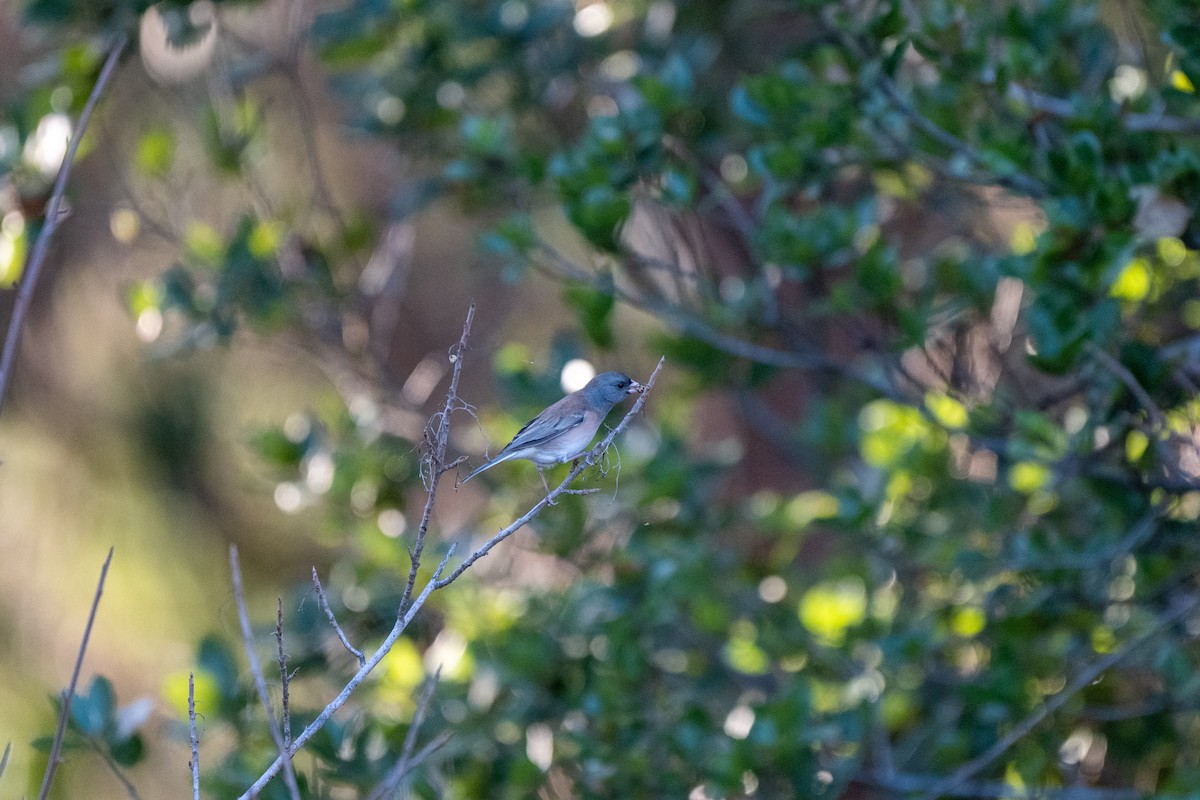 Dark-eyed Junco - ML643405616