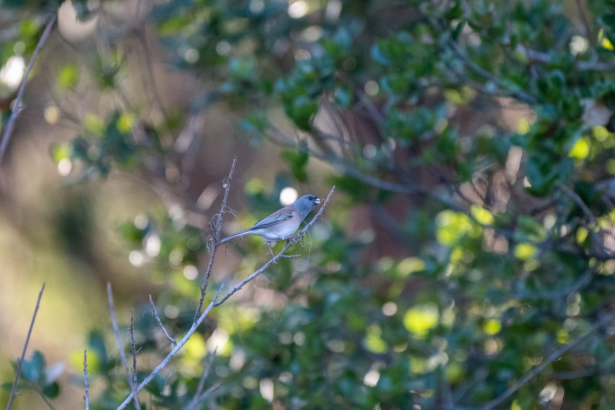Dark-eyed Junco - ML643405617
