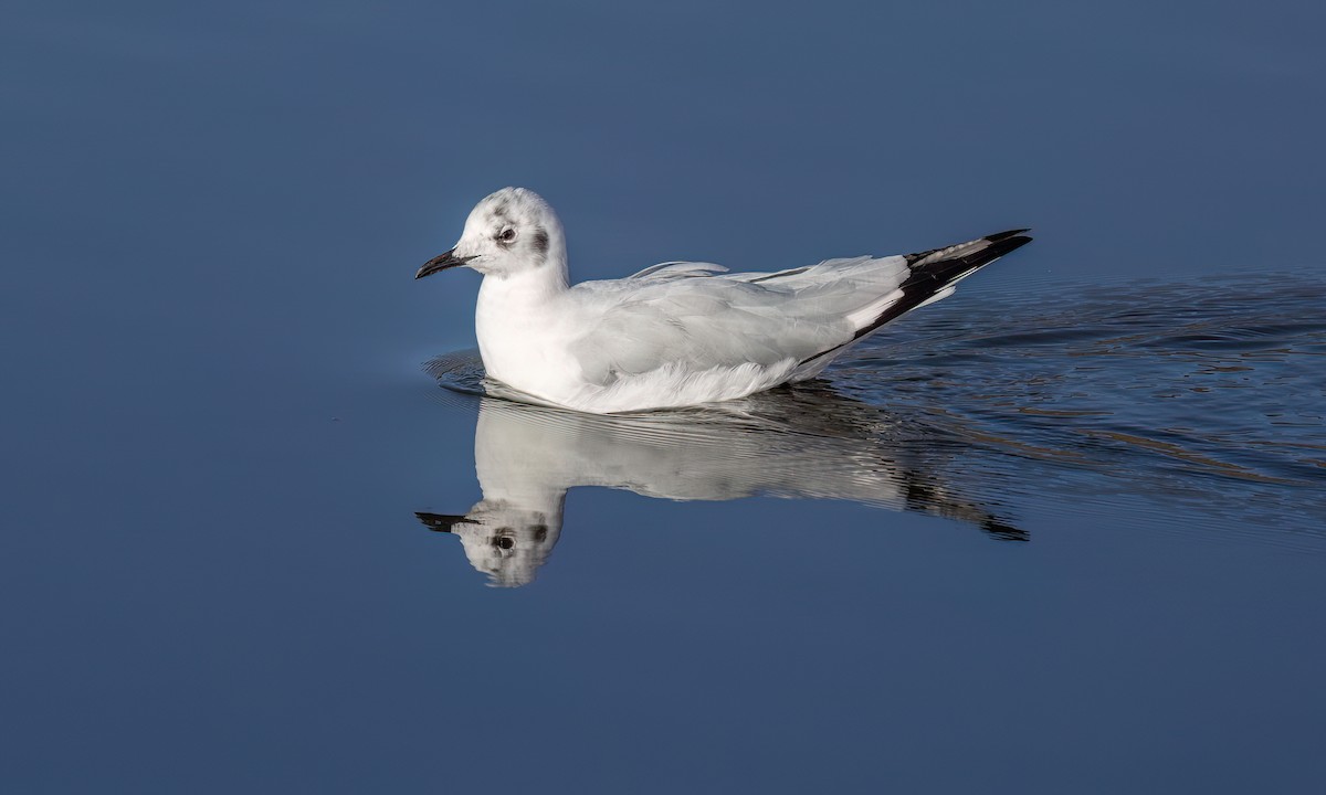 Mouette des Andes - ML643405626