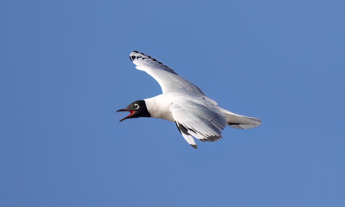 Mouette des Andes - ML643405627