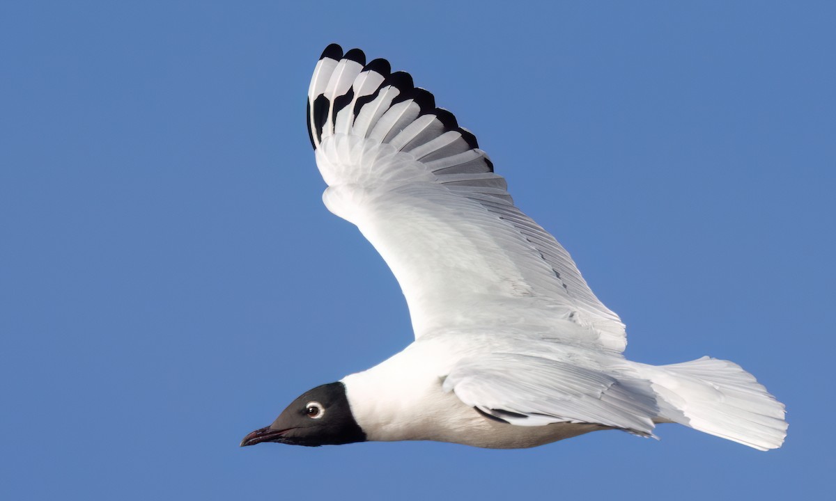 Mouette des Andes - ML643405628