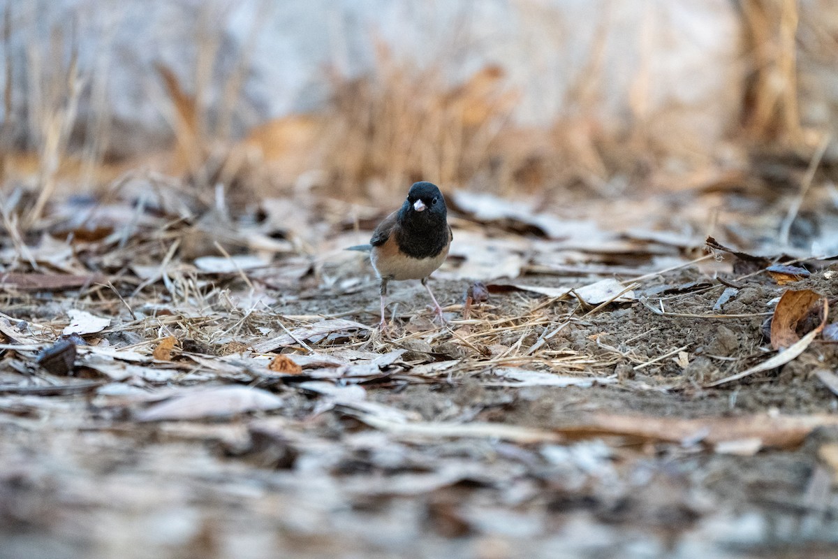 Dark-eyed Junco - ML643405630