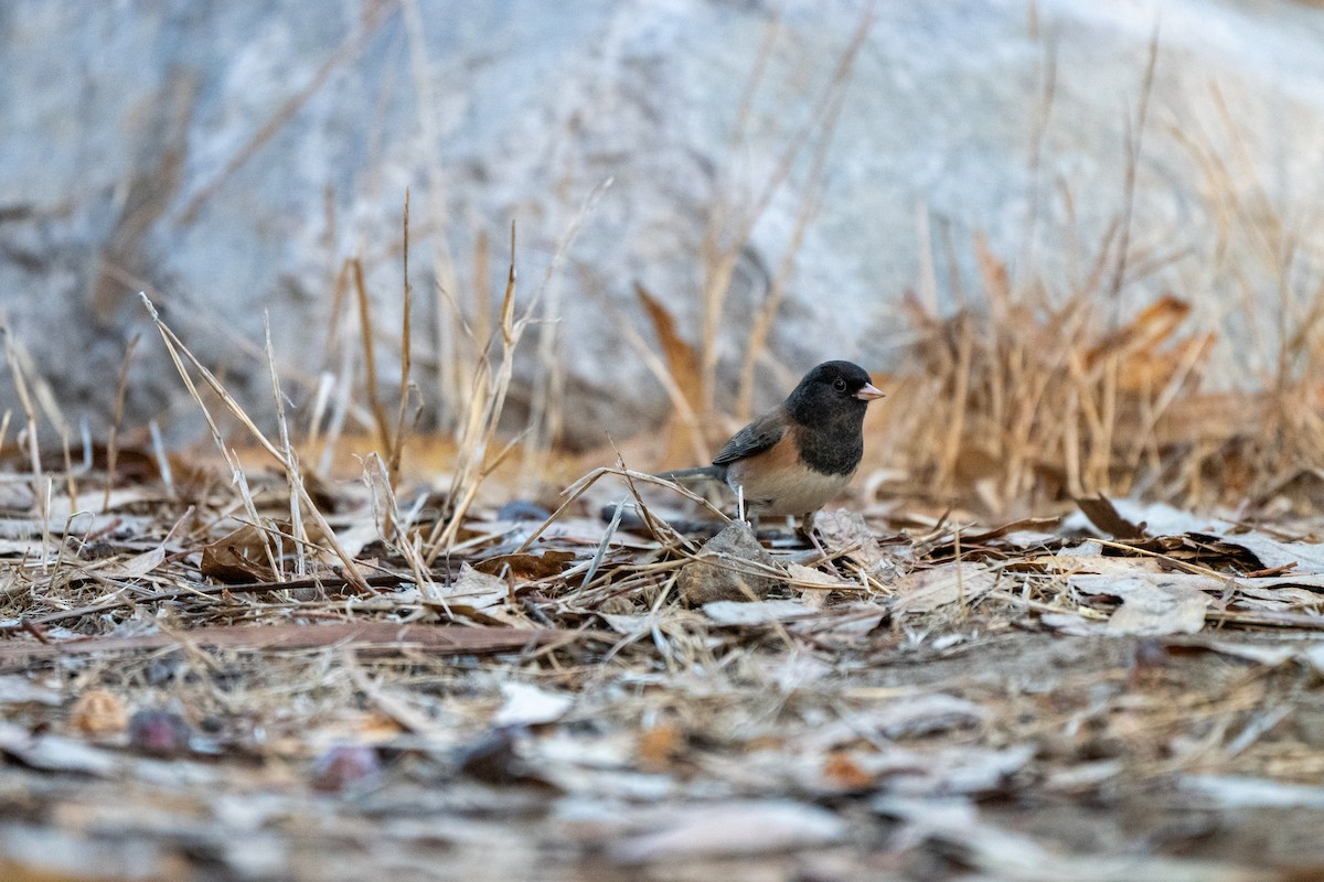 Dark-eyed Junco - ML643405631