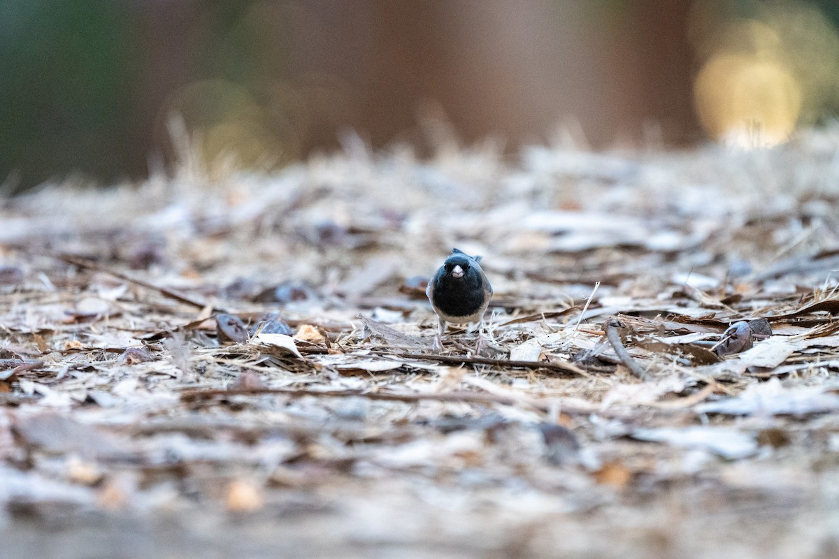 Dark-eyed Junco - ML643405632