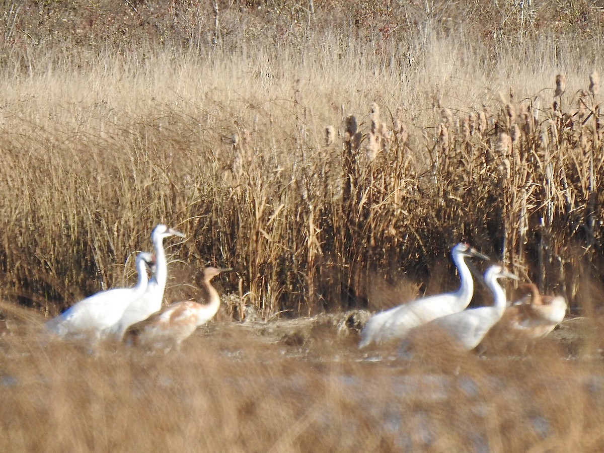 Whooping Crane - ML643405651