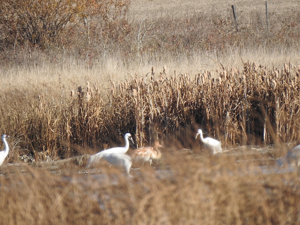 Whooping Crane - ML643405652