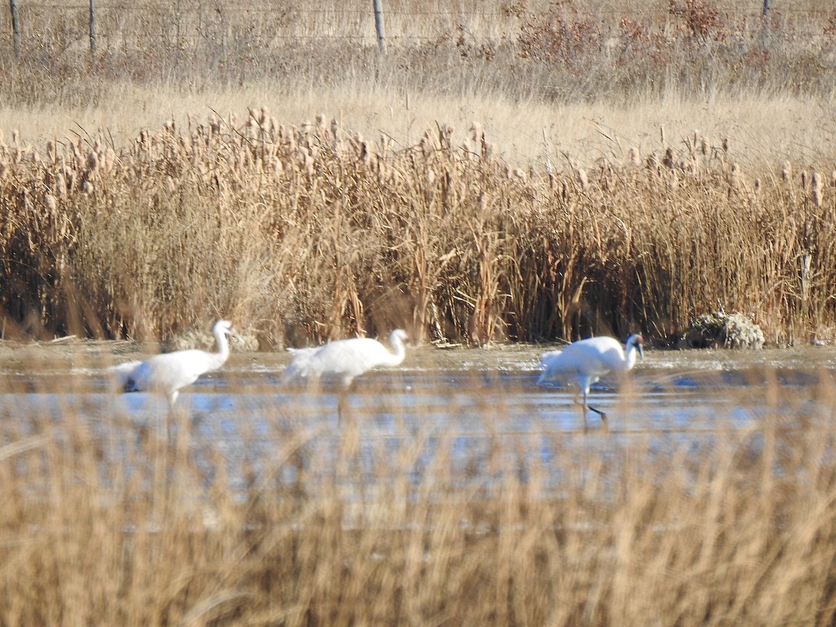 Whooping Crane - ML643405653