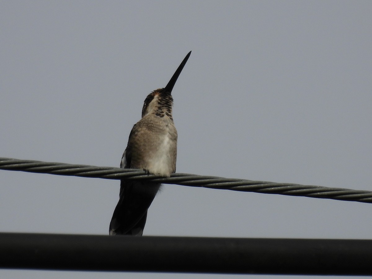 Long-billed Starthroat - ML643405656