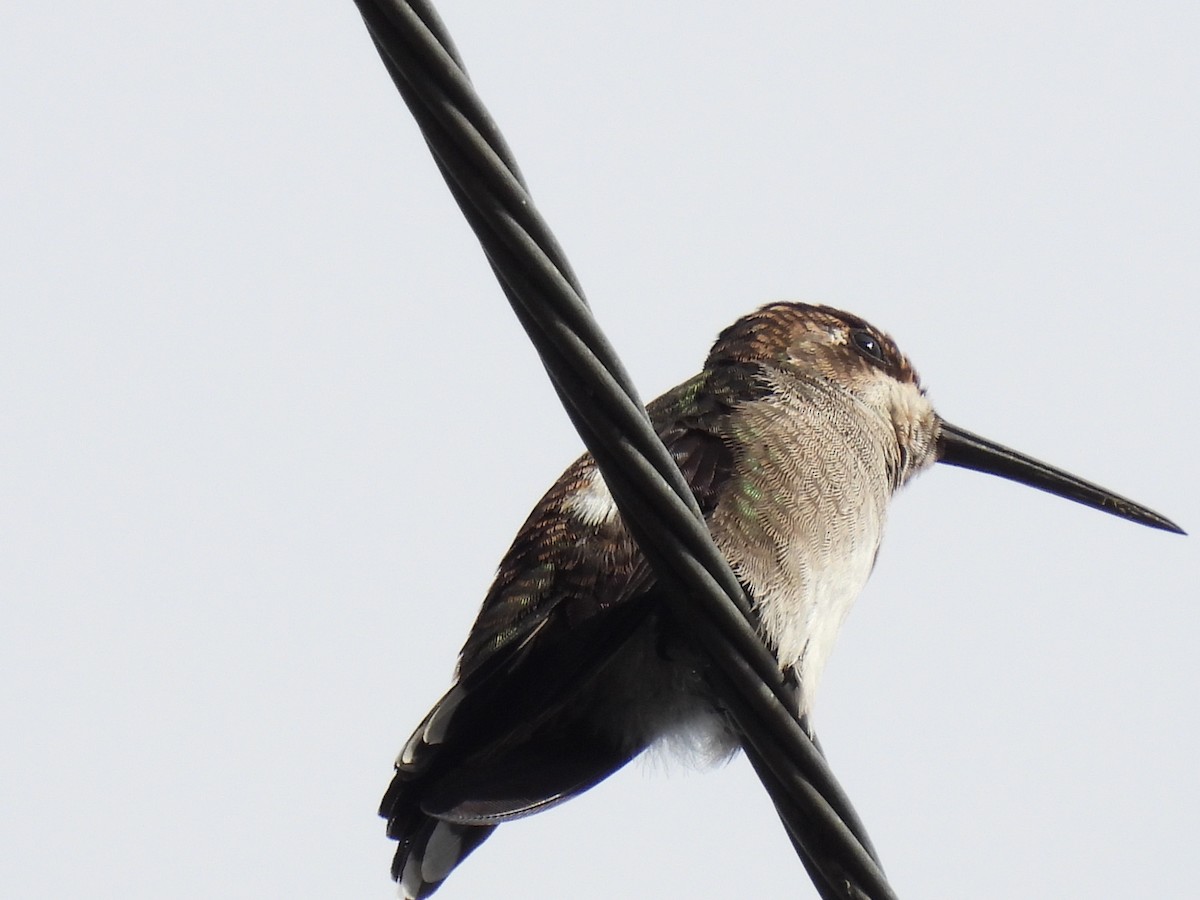 Long-billed Starthroat - ML643405657